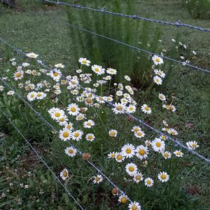 Meet your Posher, Niki